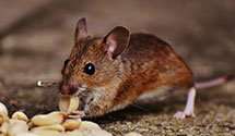 24 Hour & Emergency Exterminators in Garden City, GA